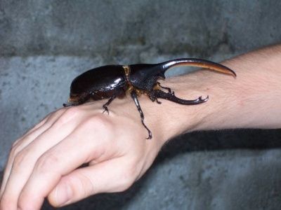135041-Rhinoceros-Beetle-La-Fortuna-Costa-Rica