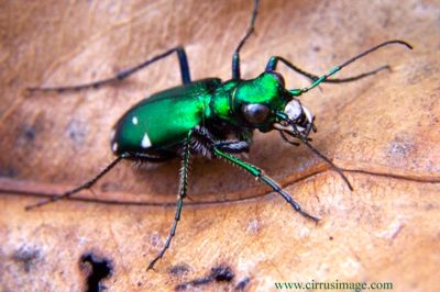 Green Tiger Beetle Med11