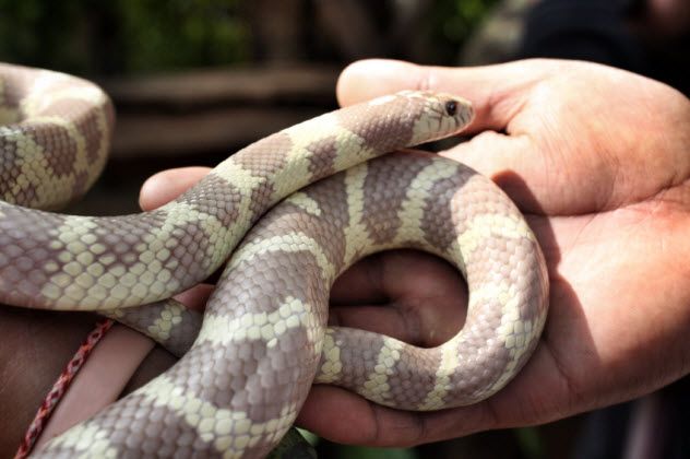 9-snake_000033158364_Small