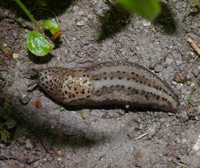 Leopardslug