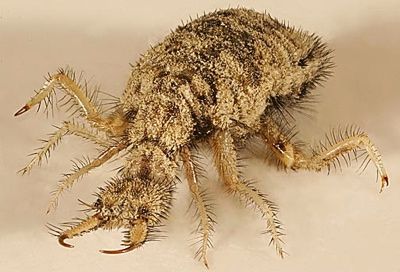 Antlion
