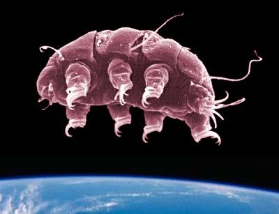 Tardigrade01