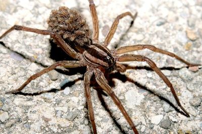 Rabid Wolf Spider
