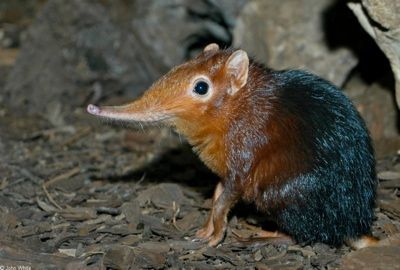Black And Rufous Elephant Shrew.Jpg