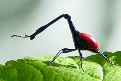 Giraffe-Weevil