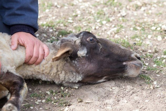5a-sheep-on-ground-504989764