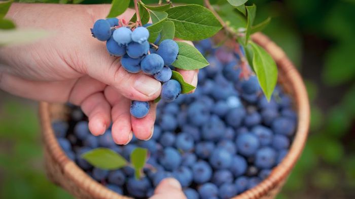 A hand carefully selecting blueberries, with a basket brimming with fresh berries in the background.
