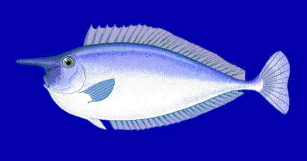 1-unicornfish