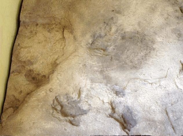 eves-footprint