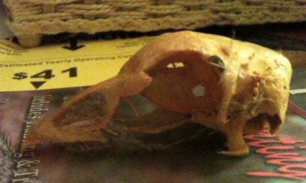 4-carcass