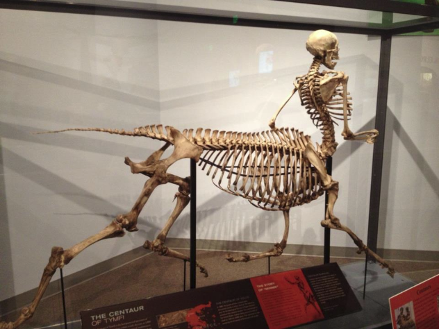 Centaur Skeleton