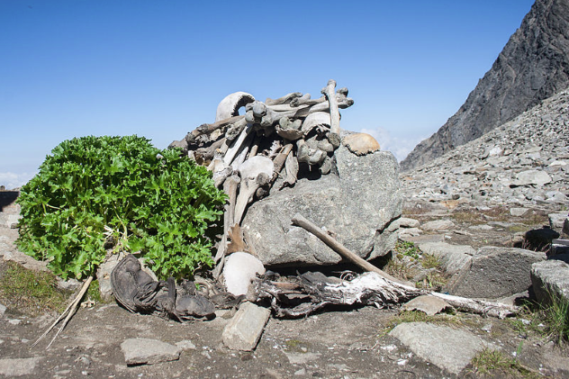 Rookpund Skeletons