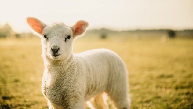 9-lamb_89673473_SMALL