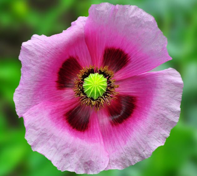 8-opium-poppy_76722815_SMALL