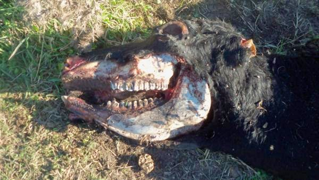 Mutilation Argentina
