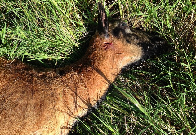 Mutilated Sheep Texas