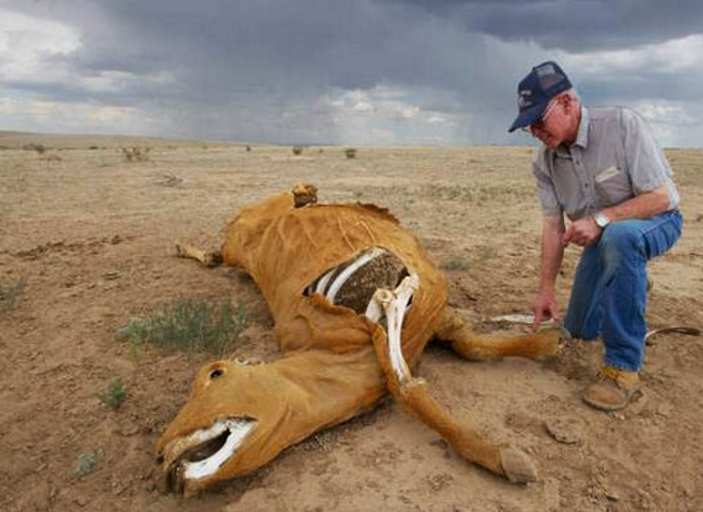 Tom Miller Cow