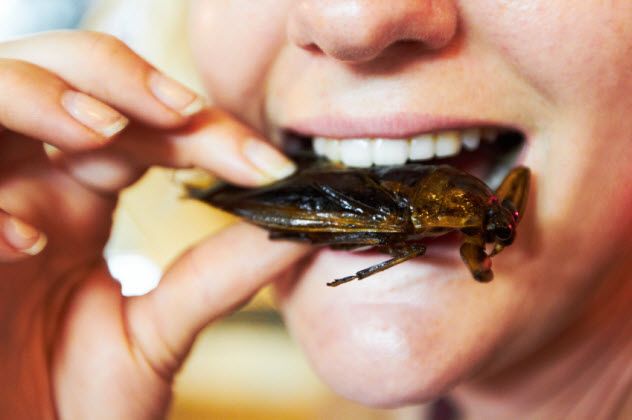 5-eating-insects_000027529594_Small