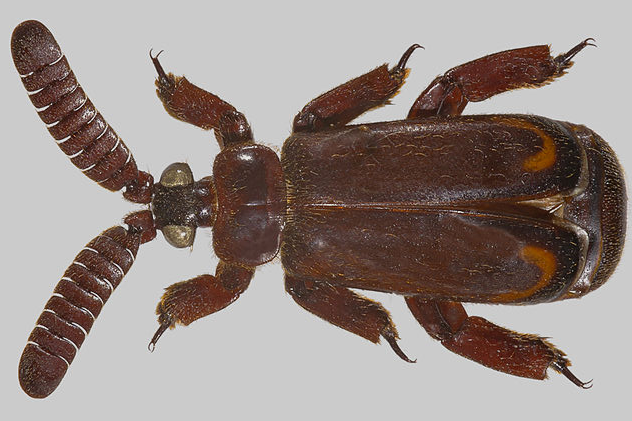Paussinae