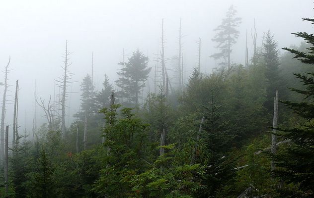 10_1024px-Clingmans_Dome-27527-1