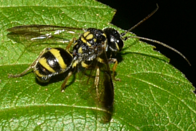 Trigonalidae