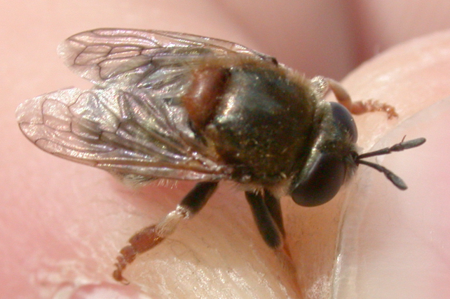Microdon mutabilis