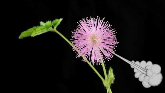 Image of Mimosa pudica. Credit: Werner1122, Wikimedia Commons // CC BY SA-3.0