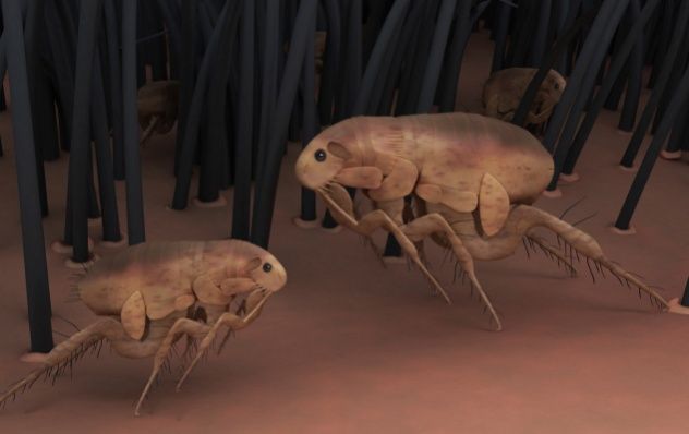 Fleas