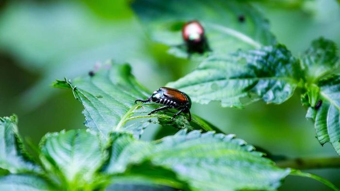 Garden plant infested with Japanese beetles