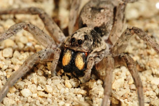 3desertspider
