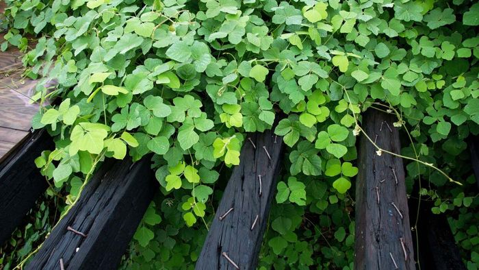 Native vs. Neonative Plants: Exploring Their Significance