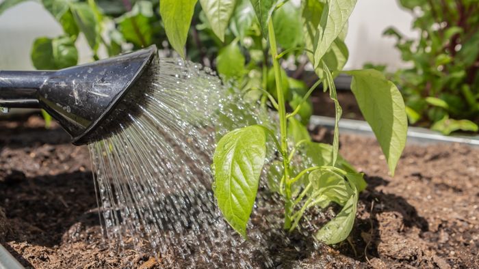 A watering can pouring water onto a lush vegetable garden