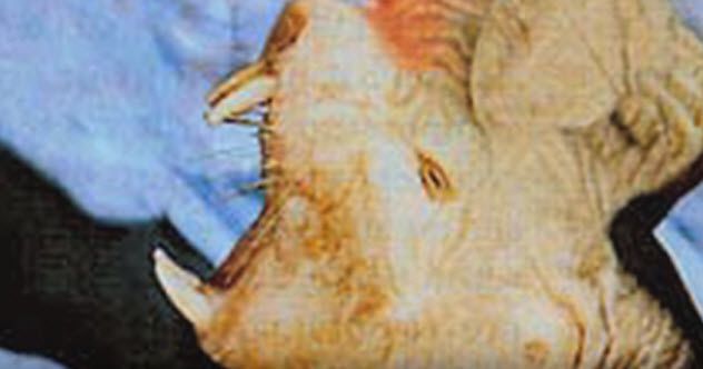 7-hotheaded-naked-ice-borer