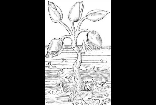 5-barnacle-goose-fruit