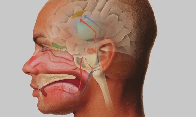 Sense of Smell