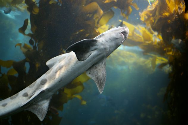 2- shark