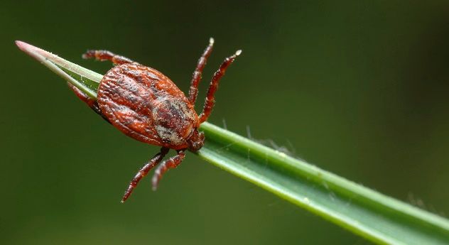Tick