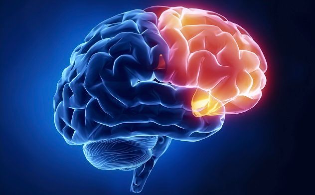 Frontal lobe - Human brain in x-ray view