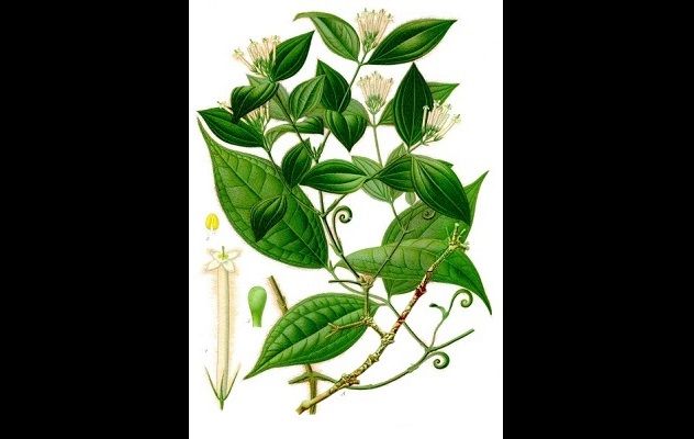 deadly plant