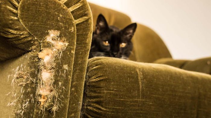 Quick and Easy Methods to Fix Cat Scratches on Your Furniture