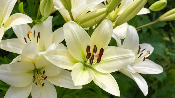 A detailed view of blooming lilies