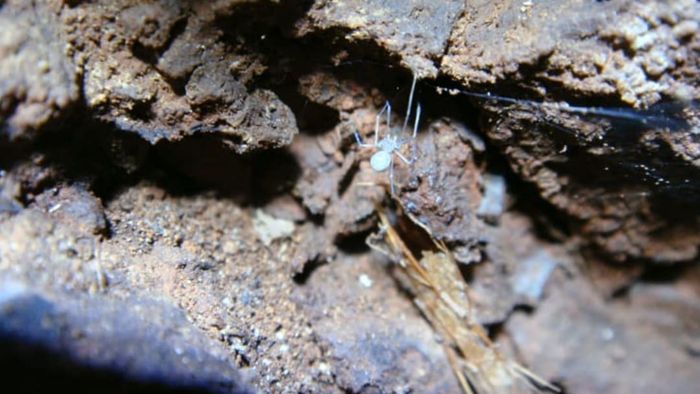 Ochyrocera atlachnacha