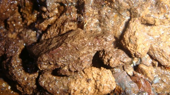 Ochyrocera varys