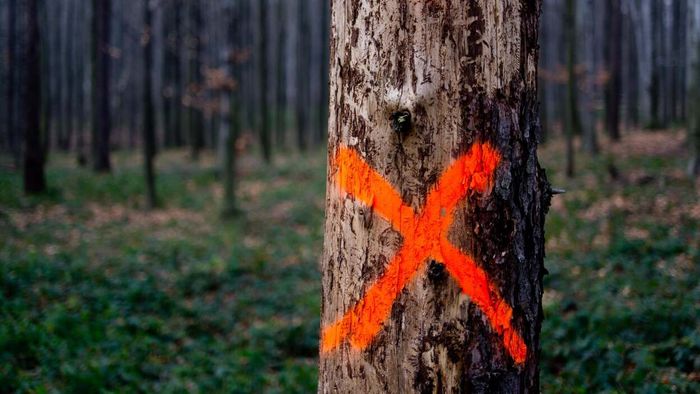 Decoding the Purpose Behind Spray Paint Marks on Trees