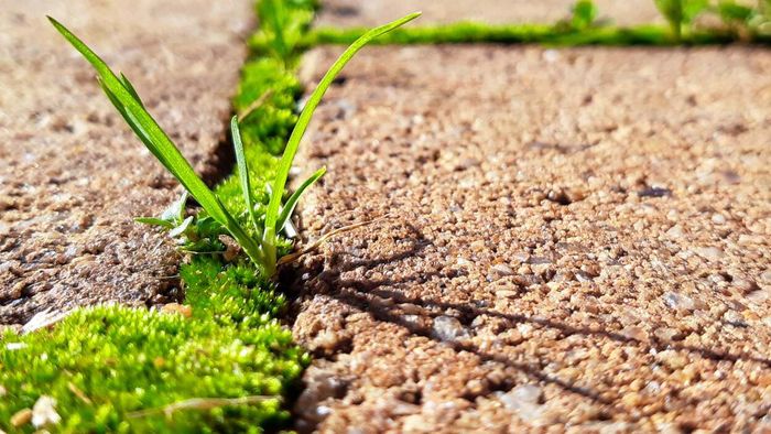 moss and weeds sprouting between the gaps in paving stones