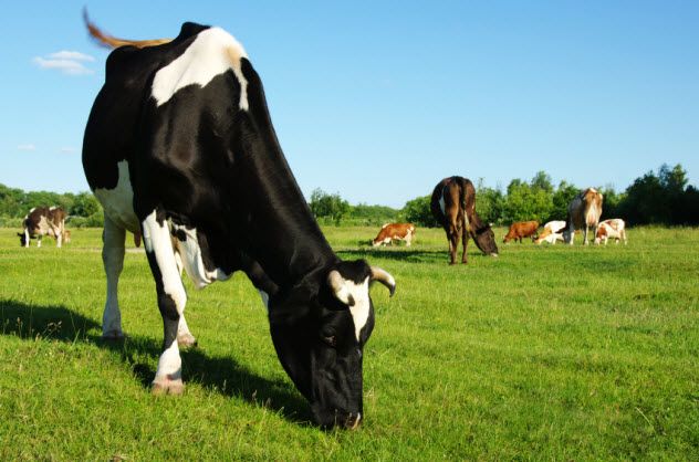 9-cows_000059721854_Small