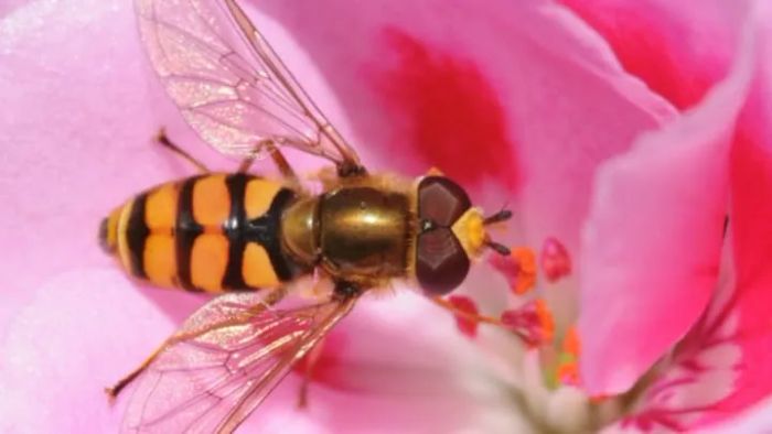 Hoverfly (Eupeodes corollae) captured by Thomas Bresson, shared on Wikimedia Commons under CC BY 2.0