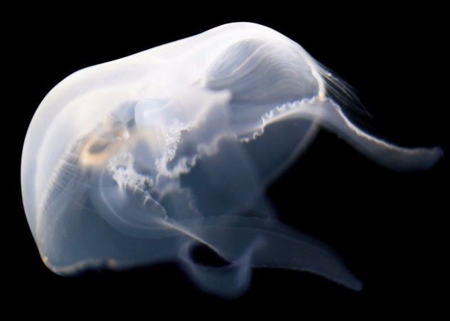otherjellyfish