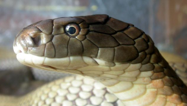 8-snake_000001218469_Small