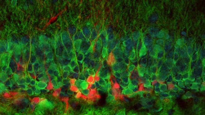 Nathan Danielson, Losonczy Lab, Columbia University